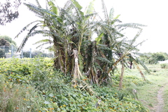 Musa × paradisiaca