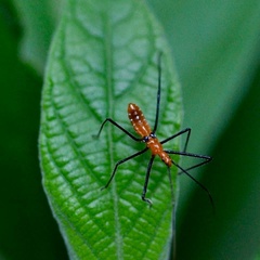 Zelus longipes