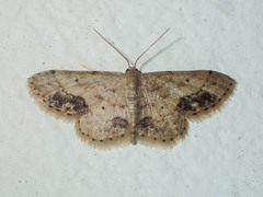 Idaea chotaria