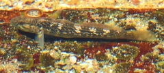 Caffrogobius