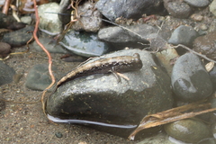 Periophthalmus argentilineatus