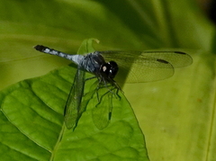 Erythrodiplax andagoya