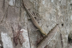 Cryptoblepharus renschi