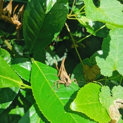 Tettigoniinae