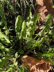 Taraxacum officinale
