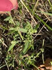 Atriplex patula