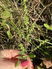 Atriplex patula