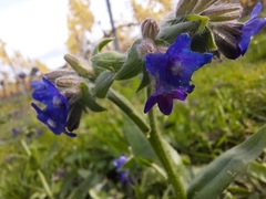 Anchusa officinalis