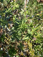 Artemisia vulgaris