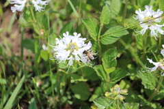 Apis mellifera scutellata
