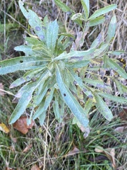 Cirsium arvense