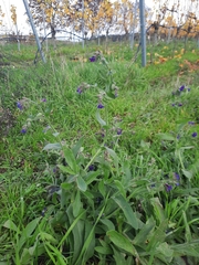 Anchusa officinalis