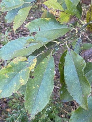 Salix caprea