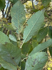 Salix caprea