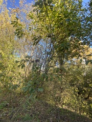 Salix caprea
