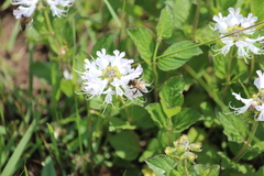 Apis mellifera scutellata