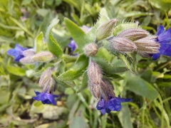 Anchusa officinalis