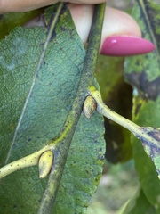 Salix caprea