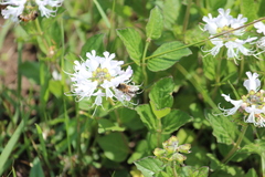 Apis mellifera scutellata