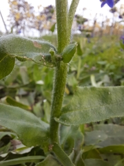 Anchusa officinalis