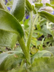 Anchusa officinalis