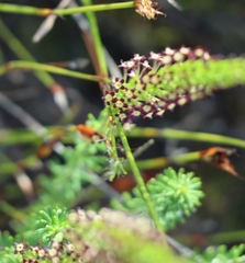 Microdon dubius