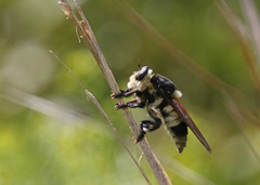 Mallophora bomboides