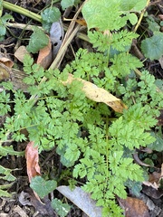 Anthriscus sylvestris