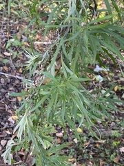 Artemisia vulgaris