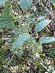 Urtica dioica