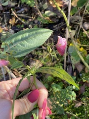 Impatiens glandulifera