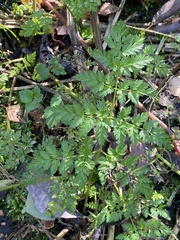 Anthriscus sylvestris