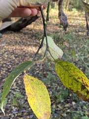 Salix caprea
