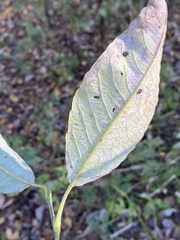 Salix caprea