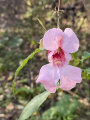 Impatiens glandulifera