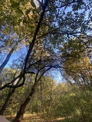 Salix caprea