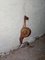 Ariophanta exilis