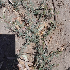 Prosopis strombulifera