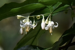 Styrax agrestis