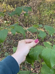 Rubus idaeus