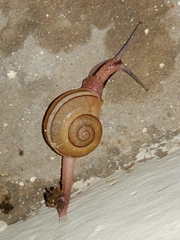Ariophanta exilis