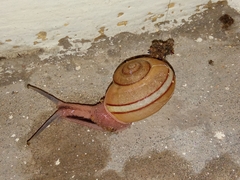 Ariophanta exilis