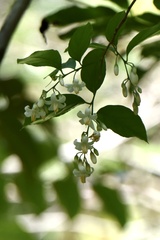 Styrax agrestis
