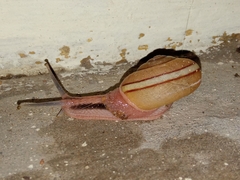 Ariophanta exilis