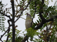 Cyclarhis gujanensis