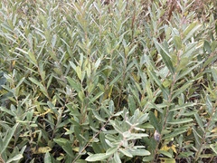 Salix humilis tristis