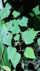 Ampelopsis glandulosa hancei