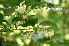 Styrax agrestis