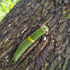 Polyura schreiber