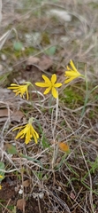 Narcissus cavanillesii